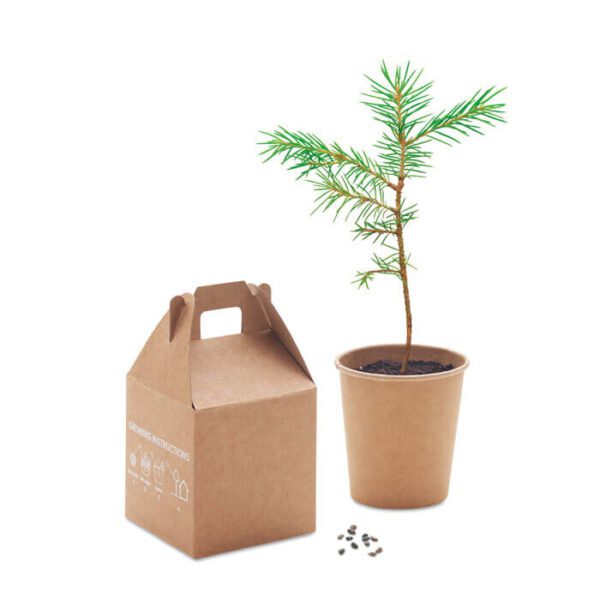 pot-with-pine-seeds-6228-3