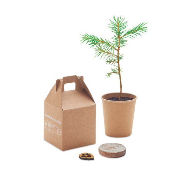 pot-with-pine-seeds-6228-4